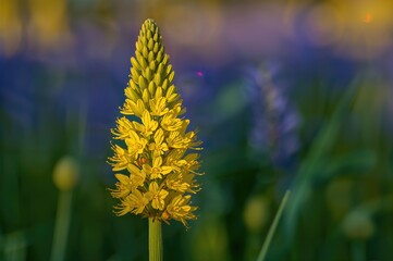 Obraz premium The bright yellow blossom of a local herb called Native Leek (Bulbine semibarbata)