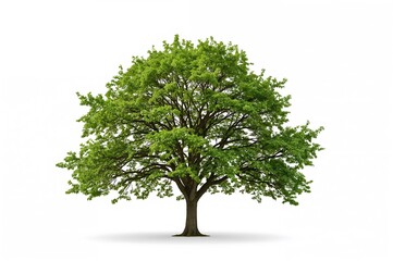 Obraz premium The white object with a tree silhouette in the background