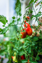 Cluster of ripe red tomatoes on garden plant.