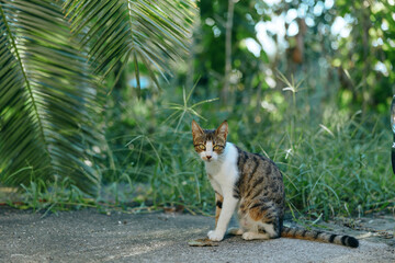 Naklejka premium A calm domestic cat sits on a paved path beside lush greenery, looking toward the camera with a composed gaze. The scene conveys quiet curiosity and peaceful outdoor charm.