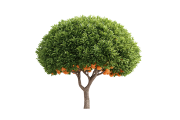 Lush orange tree with vibrant green foliage and ripe oranges isolated on black background, cut out
