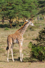 Giraffe in the wild nature. Giraff family in African savana on dry grass at safari game wild nature in Masai Mara, Amboseli, Samburu, Serengeti and Tsavo national parks of Kenya and Tanzania. Jiraff