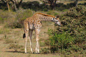 Giraffe in the wild nature. Giraff family in African savana on dry grass at safari game wild nature in Masai Mara, Amboseli, Samburu, Serengeti and Tsavo national parks of Kenya and Tanzania. Jiraff