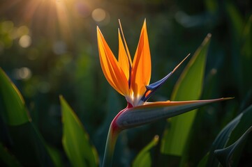 Orange Strelitzia Flower Petals Glowing