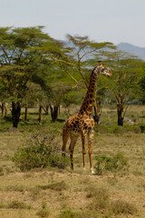 Giraffe in the wild nature. Giraff family in African savana on dry grass at safari game wild nature in Masai Mara, Amboseli, Samburu, Serengeti and Tsavo national parks of Kenya and Tanzania. Jiraff