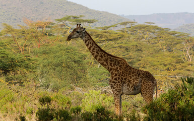 Giraffe in the wild nature. Giraff family in African savana on dry grass at safari game wild nature in Masai Mara, Amboseli, Samburu, Serengeti and Tsavo national parks of Kenya and Tanzania. Jiraff