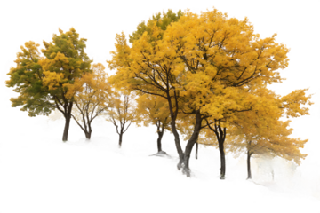 Group of deciduous trees among the rocks. Cutout yellow trees On Transparent Background
