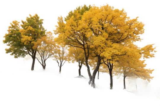 Group of deciduous trees among the rocks. Cutout yellow trees On Transparent Background