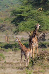 Giraffe in the wild nature. Giraff family in African savana on dry grass at safari game wild nature in Masai Mara, Amboseli, Samburu, Serengeti and Tsavo national parks of Kenya and Tanzania. Jiraff