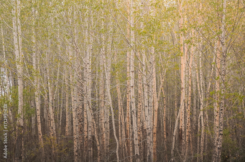 Poster spring scenery with white birch tree trunks as the backdrop