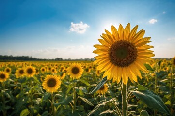 Fototapeta premium Vast Field of Sunflowers in a Rural Area