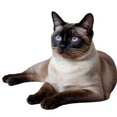 Beautiful siamese cat isolated on transparent background with blue eyes
