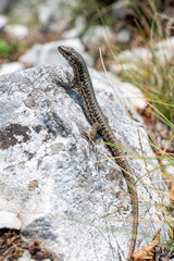 Brown lizard with patterned scales climbs on a sunlit rock surrounded by dry grass and stones in its natural habitat.