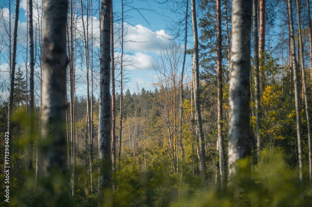Poster background texture featuring slender trees in a summer forest setting