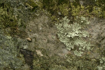 Obraz premium Close-Up of Moss, Lichens, and Stone Surface