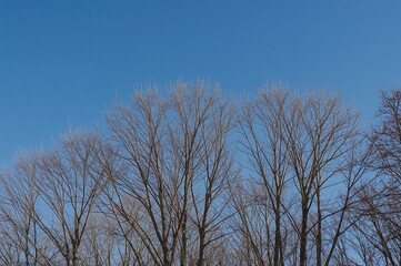 Bare trees against a clear blue sky