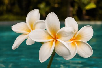 Fototapeta premium Three tropical plumeria blooms
