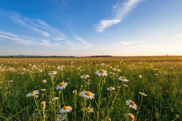 Sunset over a field of wild chamomile under a clear blue sky in summer light.