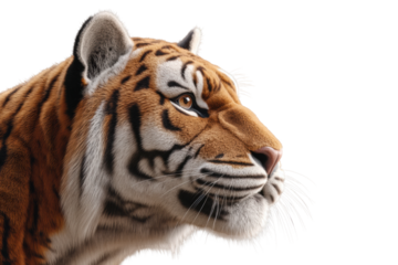 Close-up of majestic tiger face with intense gaze in profile view, cut out