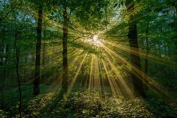 Fototapeta premium Sunbeams shining through foliage