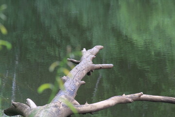 an old tree over the waters of a small river on a summer day