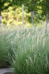 HOUSTON, TEXAS - JULY 29th 2025: Serene park landscape with a calm lake, arched bridge, lush green grass, and vibrant autumn trees, perfect natural backdrop for portrait photography.