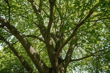 Sunlit Sycamore Displaying Camouflaged Bark and Lush Green Foliage