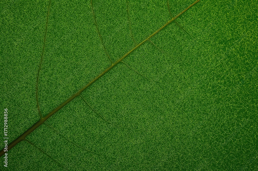 Poster background featuring the surface pattern of a mango leaf