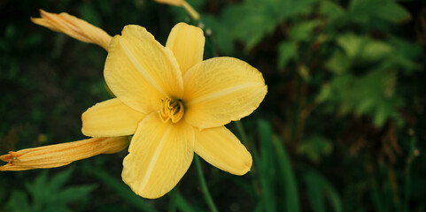 Yellow Daylily Blossom with Green Foliage Background
