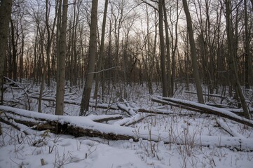 A woodland scene featuring bare trees and branches blanketed by the initial snowfall