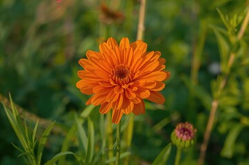 Detailed view of a vibrant orange Geum Totally Tangerine flower in a garden setting