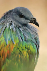 Nicobar pigeon