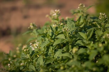 Detailed view of a green pea plant growing in a garden bed