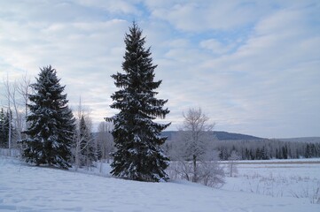 Fototapeta premium Stunning winter landscape with snow-covered coniferous and deciduous trees in a boreal forest.