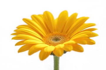 Naklejka premium Close-up of a yellow daisy blossom against a plain white backdrop