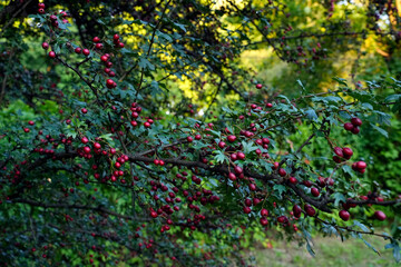 Red berries on hawthorn tree branch