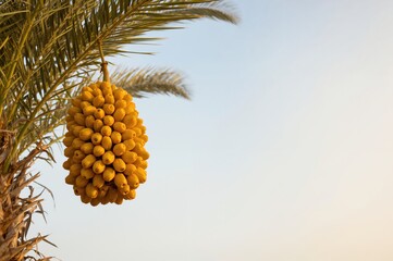 Cluster of ripe yellow dates on a palm tree