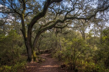 Trail Through the Hammock in the Heart of the Region