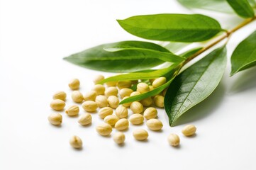 Isolated Jojoba Seeds and Leaves on a White Surface