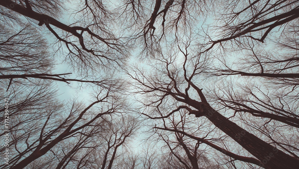 Poster view from below looking up at cloudy skies through bare winter tree branches