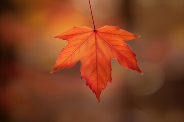 Fall season landscape featuring vibrant maple leaves.