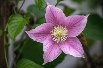 Detailed view of one clematis blossom on its climbing stem