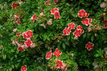 Vibrant red and white flowers brighten a rich garden backdrop, enhancing the summery natural setting with their lively colors and lush green foliage.