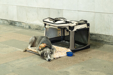 A grey dog resting on a blanket beside a foldable pet crate in an urban underpass, wearing a small decorative hat, evoking themes of vulnerability, street life, and animal welfare