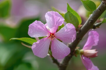 Obraz premium Blossom of Lagerstroemia floribunda, commonly called crape myrtle, native to tropical Southeast Asia with pinkish purple flowers that fade to white or near white.