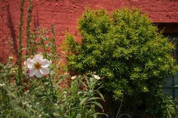 Fototapeta premium Beautiful colorful spring blossoms