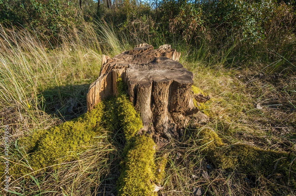 Poster withered tree base covered by moss in a forest setting is organic. the wild environment features unt