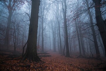 Misty forest landscape at dawn with an eerie atmosphere