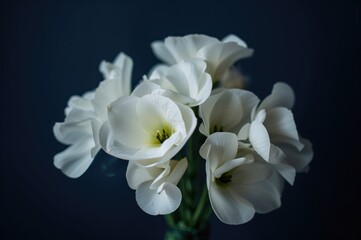 Obraz premium Arrangement of white lisianthus blossoms against a deep blue backdrop
