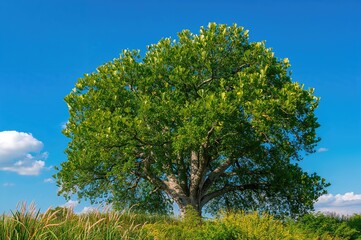 A ginkgo tree set against a vibrant blue sky and lush green surroundings